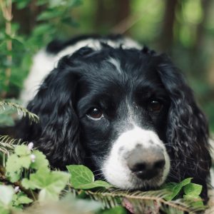A black and white brittany with curly ears lies down in green foliage, looking directly at the camera with a calm expression.