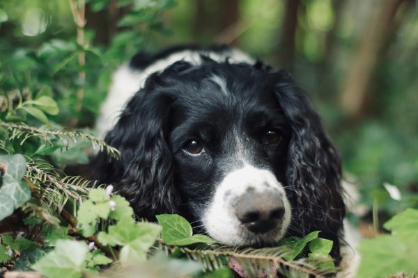A black and white brittany with curly ears lies down in green foliage, looking directly at the camera with a calm expression.