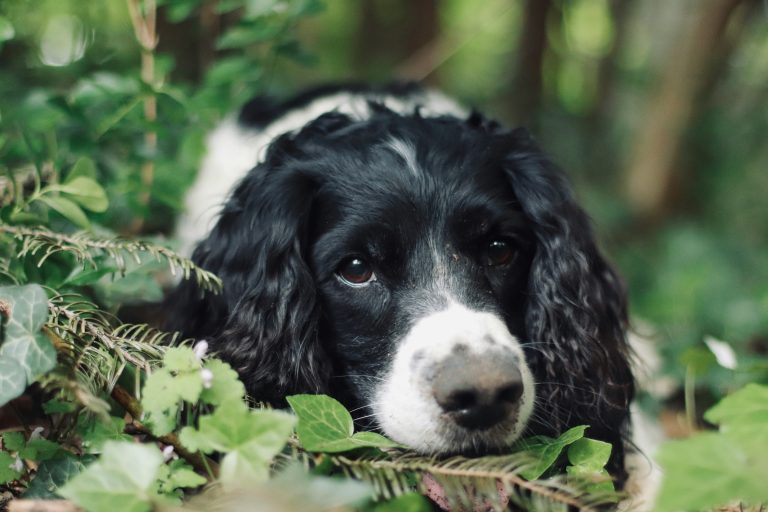 A black and white brittany with curly ears lies down in green foliage, looking directly at the camera with a calm expression.