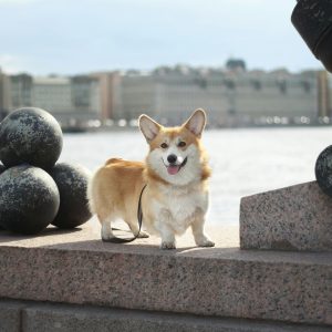 A Pembroke corgi stands on a granite ledge near the waterfront, with large decorative metal spheres and buildings in the background.