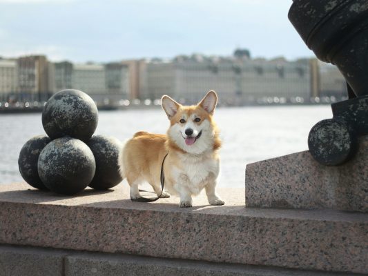 A Pembroke corgi stands on a granite ledge near the waterfront, with large decorative metal spheres and buildings in the background.