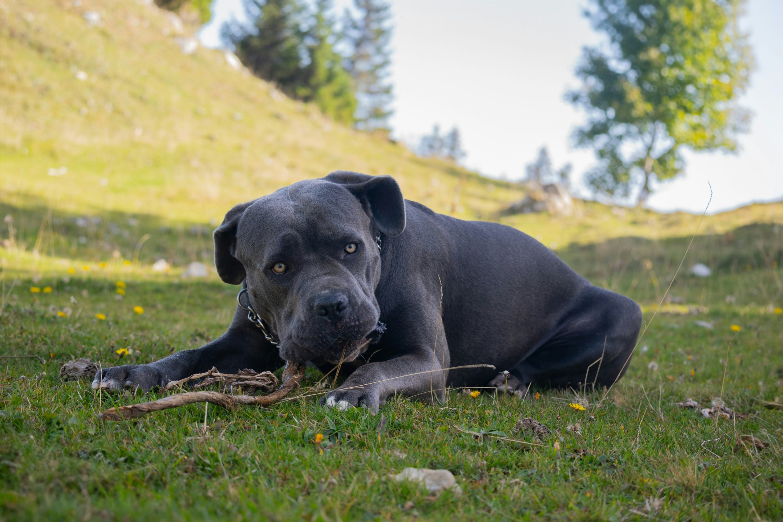 A gray dog, fueled by the best dog food, lies on the grass, happily chewing a stick with trees and a hill painting the serene background.