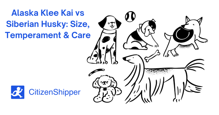 Illustration of various dog breeds with text: "Alaska Klee Kai vs Siberian Husky: Size, Temperament & Care" and "CitizenShipper." Discover the unique traits of the Alaska Klee Kai in comparison to its larger cousin, the Siberian Husky.