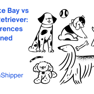 Illustrated comparison of dog breeds, featuring the Chesapeake Bay Retriever and Labrador Retriever, alongside toys, bones, and a ball. Text reads: "Chesapeake Bay vs Labrador Retriever: Key Differences Explained.