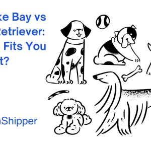 Illustrations of various dogs with toys accompany the text: "Chesapeake Bay vs Labrador Retriever: Which Dog Fits You Best?" The CitizenShipper logo is prominently displayed at the bottom left, guiding your perfect pet match journey.