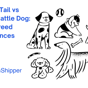 Illustration comparing various dog breeds, featuring text: "Australian Stumpy Tail vs Australian Cattle Dog: Key Breed Differences." CitizenShipper logo included.