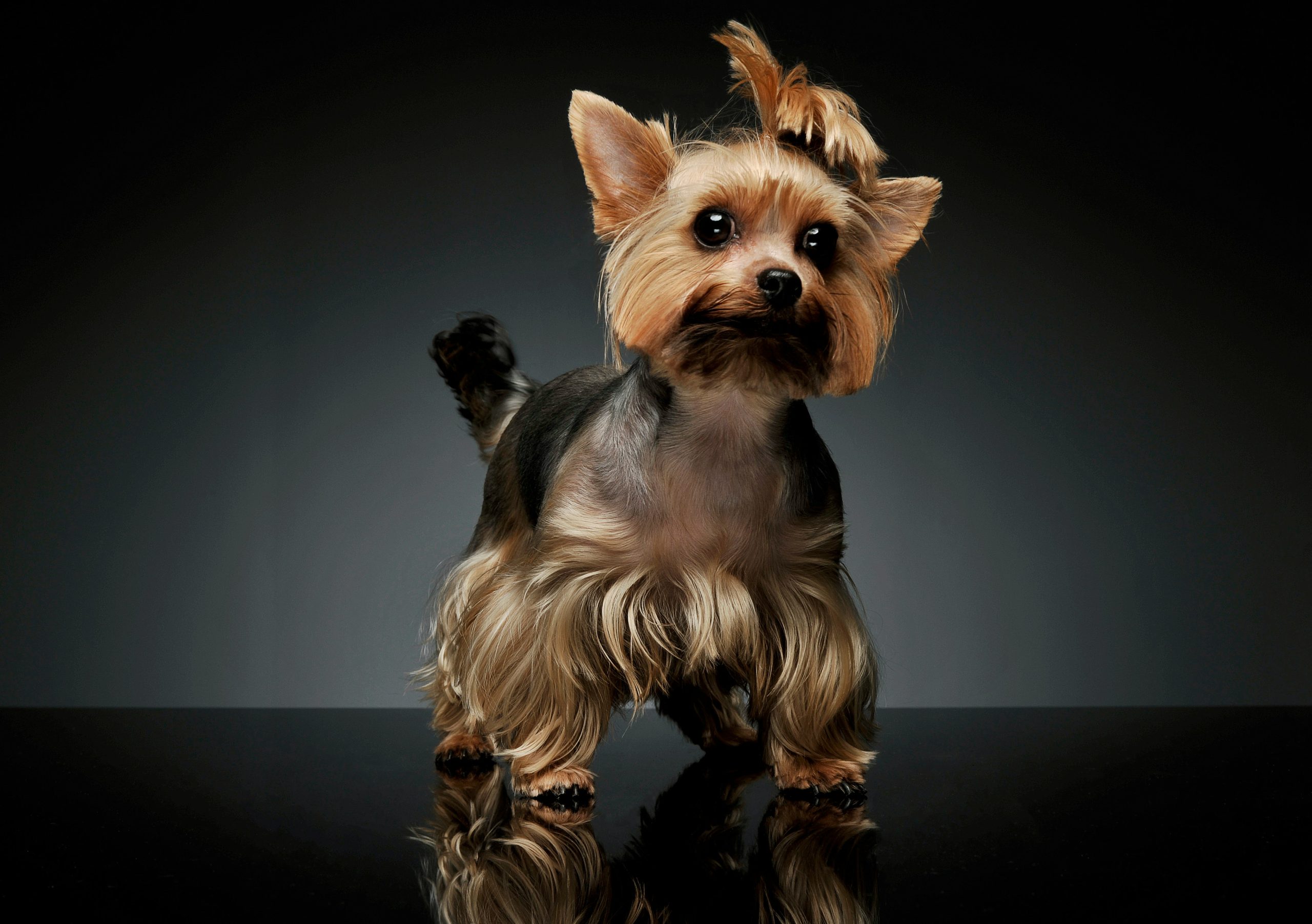 A small Yorkshire Terrier with long, silky fur stands on a reflective black surface against a dark background.