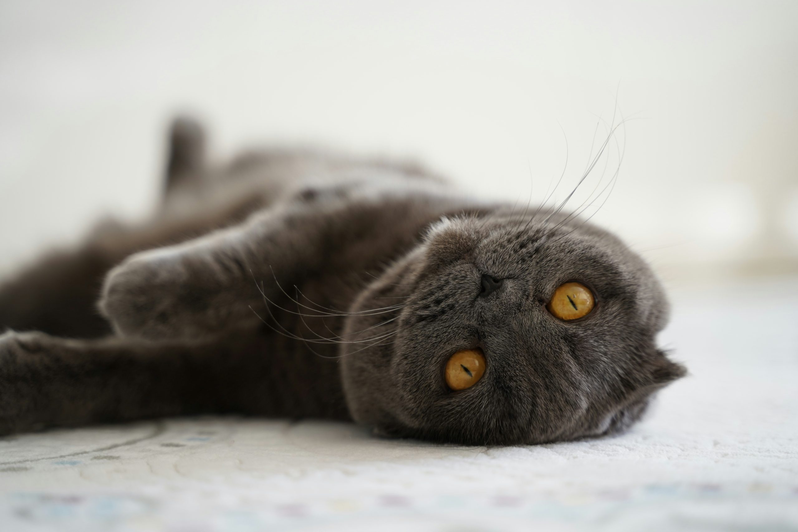 A gray cat, possibly one of the rare cat breeds, lies on its back on a light-colored surface, looking at the camera with bright yellow eyes.