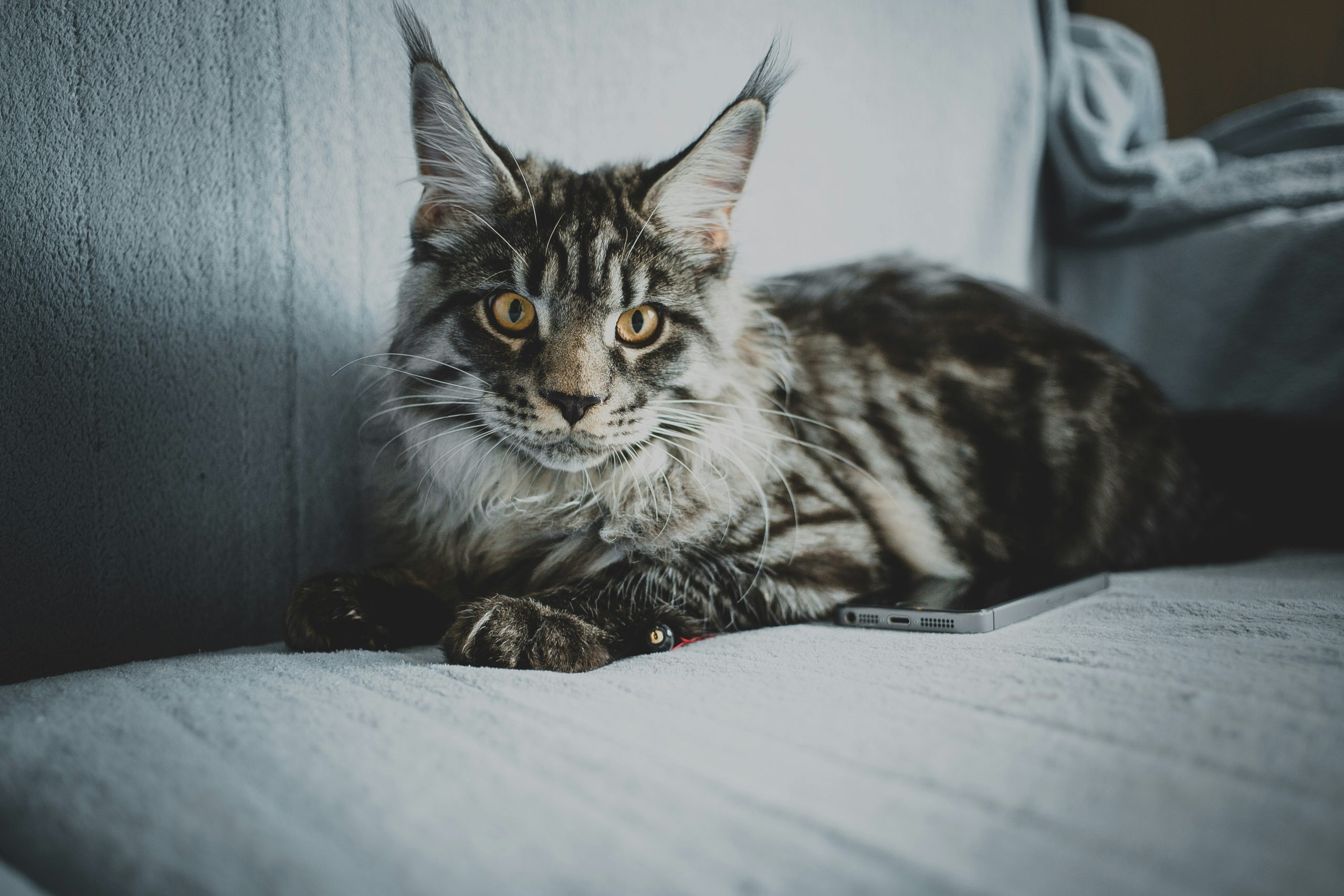 A large, long-haired tabby cat with pointed ears, reminiscent of some black cat breeds, lies on a gray couch next to a smartphone.