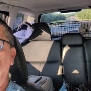 A man wearing glasses is driving a car along the open road. In the backseat, a small white dog sits in a crate, looking forward. The sun is shining, and trees and a road are visible through the rear window.