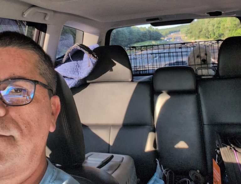 A man wearing glasses is driving a car along the open road. In the backseat, a small white dog sits in a crate, looking forward. The sun is shining, and trees and a road are visible through the rear window.