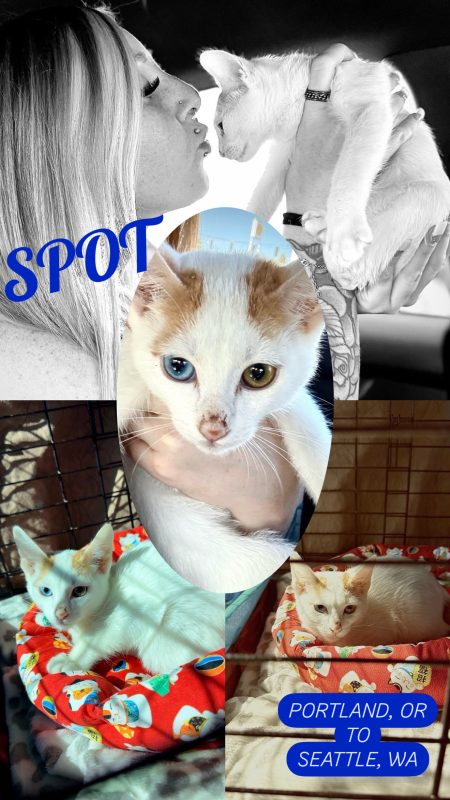 A white cat with one blue and one green eye is featured in various scenes: being kissed by Josie Trista Norwood, held up close, and relaxing in a festive red bed. Text reads "SPOT," "CitizenShipper," and "PORTLAND, OR TO SEATTLE, WA.