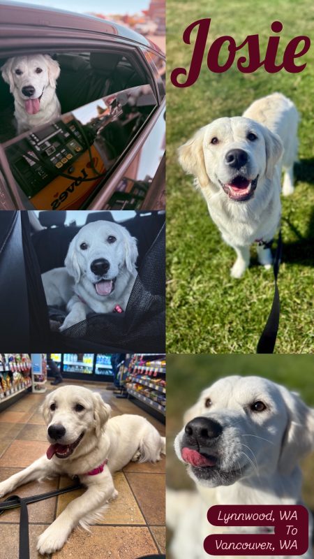 A collage of happy white dog Josie Trista Norwood in various settings: sitting in a car, playing on grass, lounging indoors, and more. Text reads "Josie" and "Lynnwood, WA to Vancouver, WA." Life on the road captured by CitizenShipper.