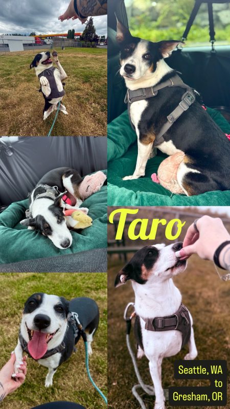 A collage of a black and white dog named Taro enjoying life on the road, from Seattle, WA to Gresham, OR—playing, sitting, and getting treats. Text reads: "Taro, CitizenShipper journey with Josie Trista Norwood.