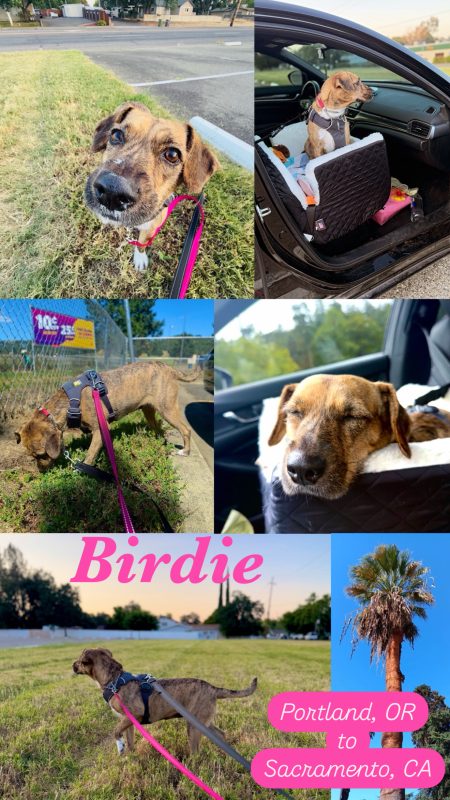 A brown dog named Birdie enjoys life on the road with a CitizenShipper driver, journeying from Portland, OR, to Sacramento, CA—walking on grass, riding in a car, and resting amid palm trees and vibrant city scenes.