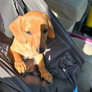 A small brown dachshund puppy sits inside a black backpack on a car seat, sunlight casting shadows on its face as the CitizenShipper driver prepares for the open road. A yellow travel cup and other items are visible in the car's center console.