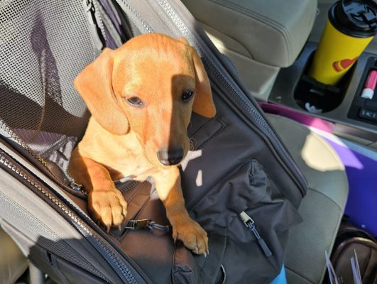 A small brown dachshund puppy sits inside a black backpack on a car seat, sunlight casting shadows on its face as the CitizenShipper driver prepares for the open road. A yellow travel cup and other items are visible in the car's center console.