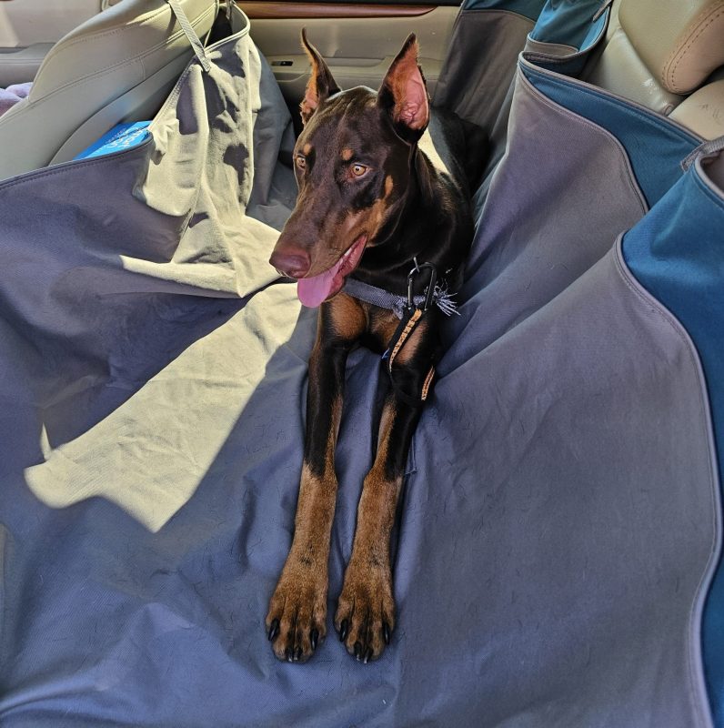 A brown and tan Doberman wearing a harness sits on a gray car seat cover in the back seat of a car, looking alert with its tongue out, ready for adventure on the open road with CitizenShipper driver Shery Mathewson.