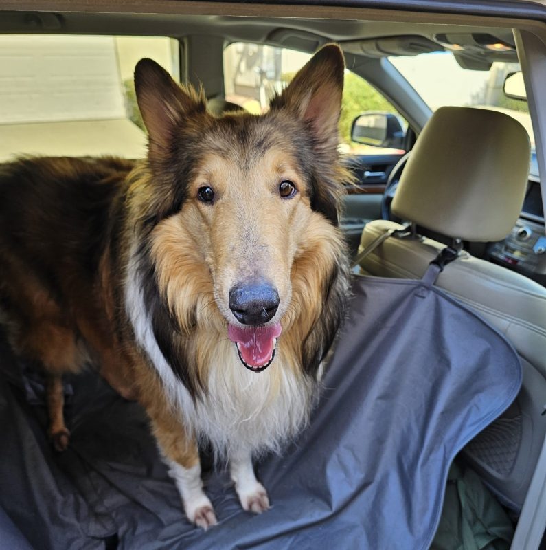 A long-haired collie dog with a fluffy coat stands in the back seat of a car, looking at the camera with its mouth open and ears perked up. The car door is open, sunlight shines inside, ready for an open road adventure with CitizenShipper driver Shery Mathewson.