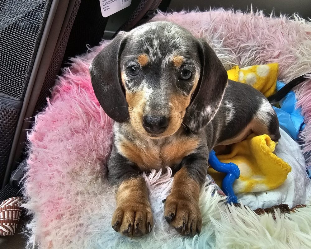 A small dachshund puppy with a black and gray speckled coat lies on a fluffy, multicolored pet bed, looking up as if ready for the open road. Nearby, toys and a yellow blanket await the next CitizenShipper driver adventure.