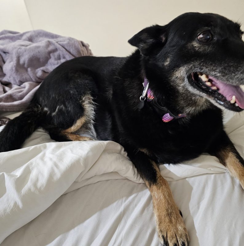 A black and tan dog with a purple collar lies on a white blanket, looking to the side with its mouth open. In the background, a purple towel sits—ready for another ride with CitizenShipper driver Shery Mathewson on the open road.
