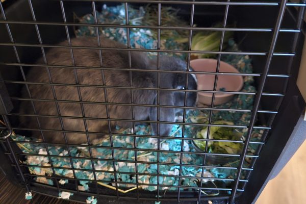 A gray rabbit sits in a pet carrier with shredded blue and white bedding, a small pink bowl, hay, and leafy greens—ready for travel with a CitizenShipper driver on the open road, all visible through the black metal bars.