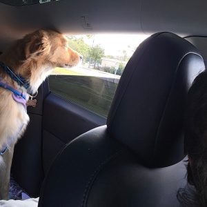 A dog with golden fur leans out of a car window, enjoying the breeze as sunlight streams through. Wearing a purple harness, this happy pet looks like a true Pet Transporter—maybe even riding along with a CitizenShipper or trucker friend in the front seat.
