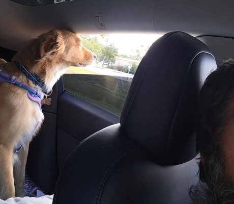 A dog with golden fur leans out of a car window, enjoying the breeze as sunlight streams through. Wearing a purple harness, this happy pet looks like a true Pet Transporter—maybe even riding along with a CitizenShipper or trucker friend in the front seat.