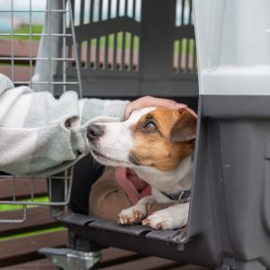 A small brown and white dog lying inside a pet carrier looks up at a person who is gently petting its head. The open carrier door highlights a focus on Pet Transportation Safety as they relax outdoors on a wooden bench.