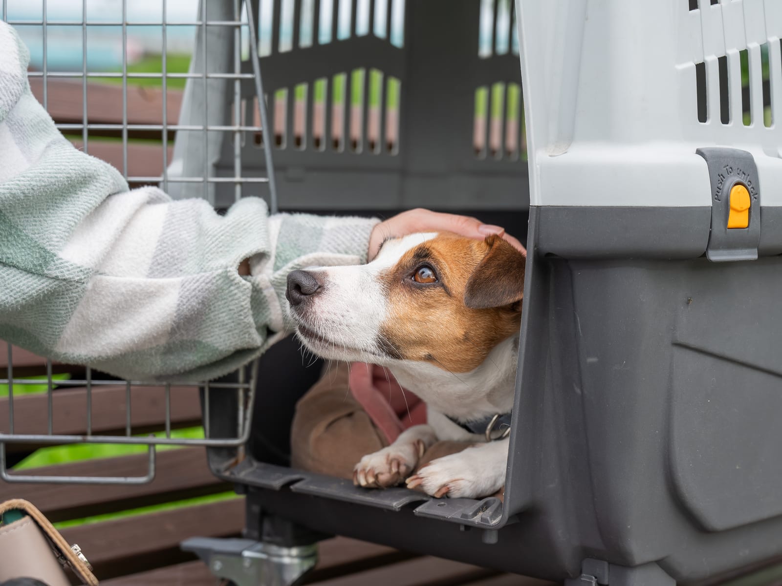 A small brown and white dog lying inside a pet carrier looks up at a person who is gently petting its head. The open carrier door highlights a focus on Pet Transportation Safety as they relax outdoors on a wooden bench.