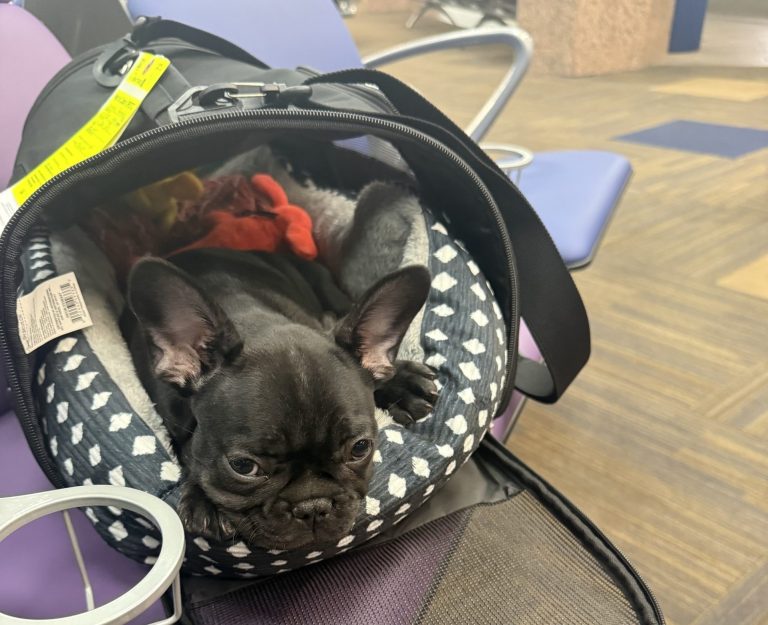 A small black French Bulldog rests inside a cozy, patterned pet carrier on a purple airport chair, looking sleepy and relaxed—perfectly calm for any transporter interview or travel adventure.