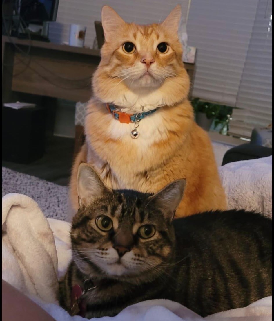 Two cats sitting close together indoors appear ready for a transporter interview. An orange cat with a blue collar sits behind a tabby on a white blanket, both looking up with wide eyes. A desk and blinds are visible in the background.