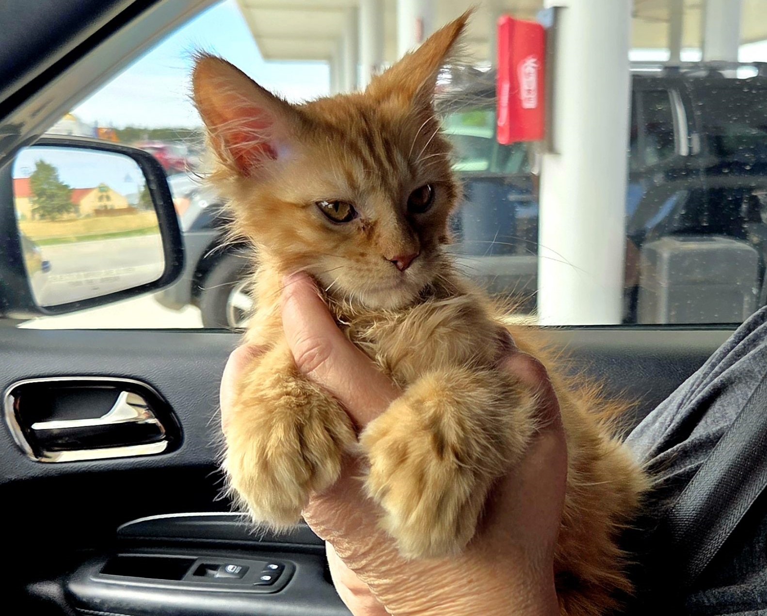 A person holds a fluffy orange kitten inside a car near a gas station, as if pausing for a transporter interview; the kitten gazes slightly to the side, its large ears and paws visible.