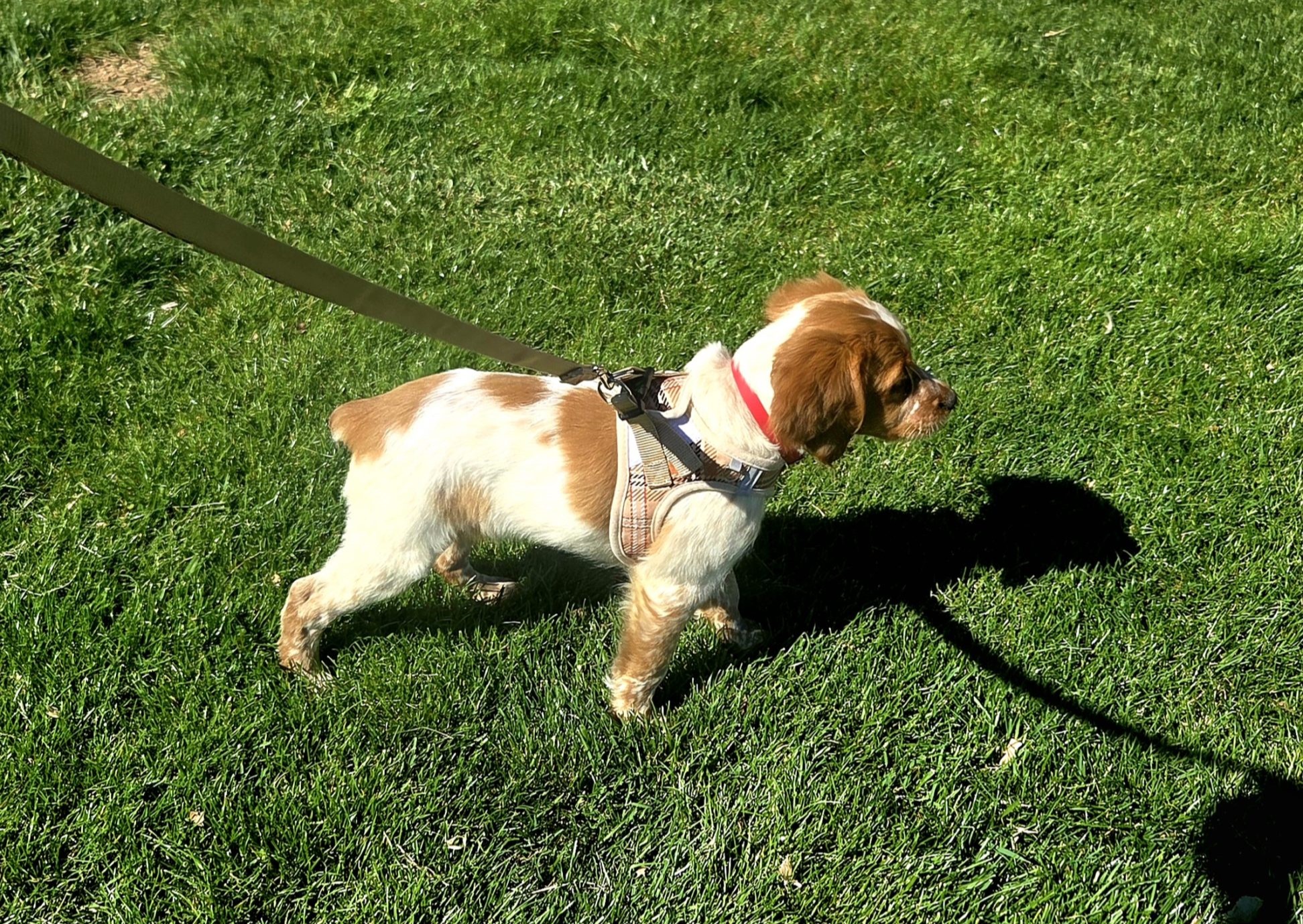 A small brown and white dog wearing a harness and red collar walks on green grass during a transporter interview, casting a shadow. The dog, on a tan leash, moves through sunlight in a bright, clear scene.