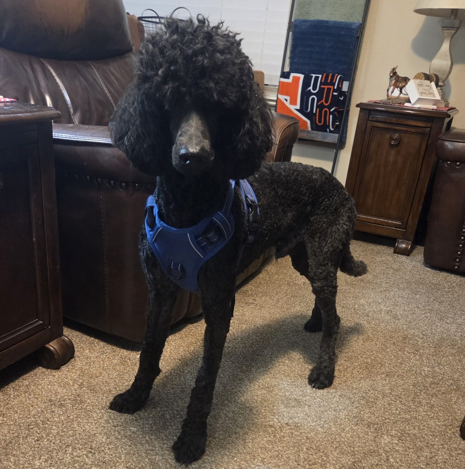 A black poodle in a blue harness stands on a carpeted floor of a cozy living room, as if ready for a transporter interview, surrounded by brown leather furniture, wooden tables, and towels neatly stacked on a shelf in the background.