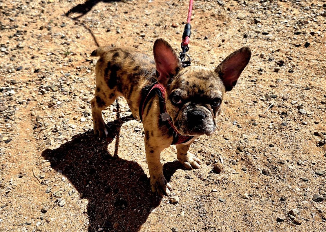 A small brindle French Bulldog wearing a harness stands on sandy, sunlit ground, looking up at the camera with large ears and an alert expression—ready for its transporter interview, red leash attached.