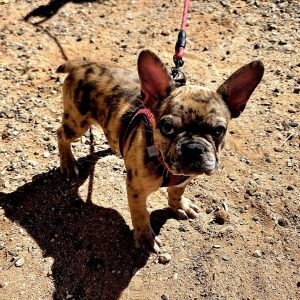 A small brindle French Bulldog wearing a harness stands on sandy, sunlit ground, looking up at the camera with large ears and an alert expression—ready for its transporter interview, red leash attached.