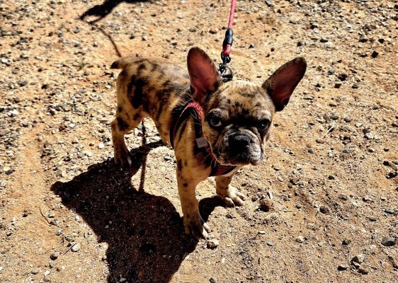 A small brindle French Bulldog wearing a harness stands on sandy, sunlit ground, looking up at the camera with large ears and an alert expression—ready for its transporter interview, red leash attached.