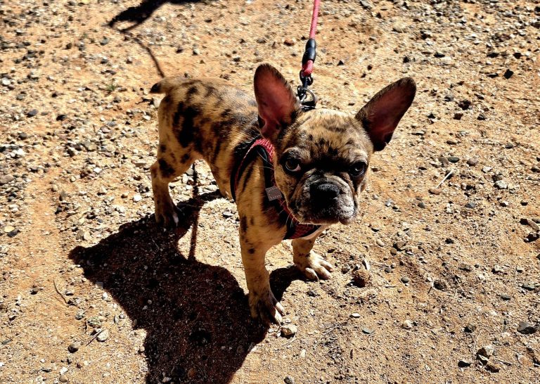 A small brindle French Bulldog wearing a harness stands on sandy, sunlit ground, looking up at the camera with large ears and an alert expression—ready for its transporter interview, red leash attached.