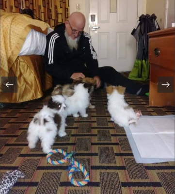 A man with a white beard sits on a carpeted floor in a room, surrounded by four small fluffy puppies, as if hosting a transporter interview. Toys and puppy pads are scattered nearby, with a bed and desk in the background.