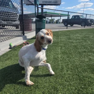 A small white and brown dog sits on green artificial turf near a black chain-link fence under a blue sky, as if awaiting its transporter interview. A sign in the background reads “THANK YOU! Shop Online at IOWA80.com.”.