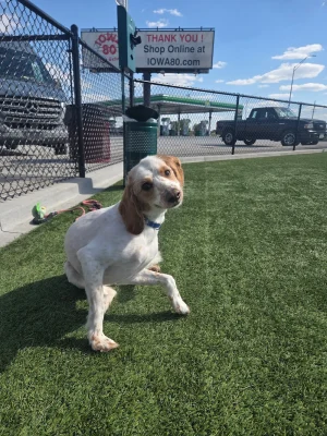 A small white and brown dog sits on green artificial turf near a black chain-link fence under a blue sky, as if awaiting its transporter interview. A sign in the background reads “THANK YOU! Shop Online at IOWA80.com.”.