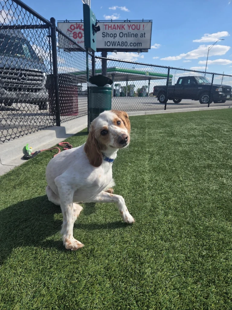 A small white and brown dog sits on green artificial turf near a black chain-link fence under a blue sky, as if awaiting its transporter interview. A sign in the background reads “THANK YOU! Shop Online at IOWA80.com.”.