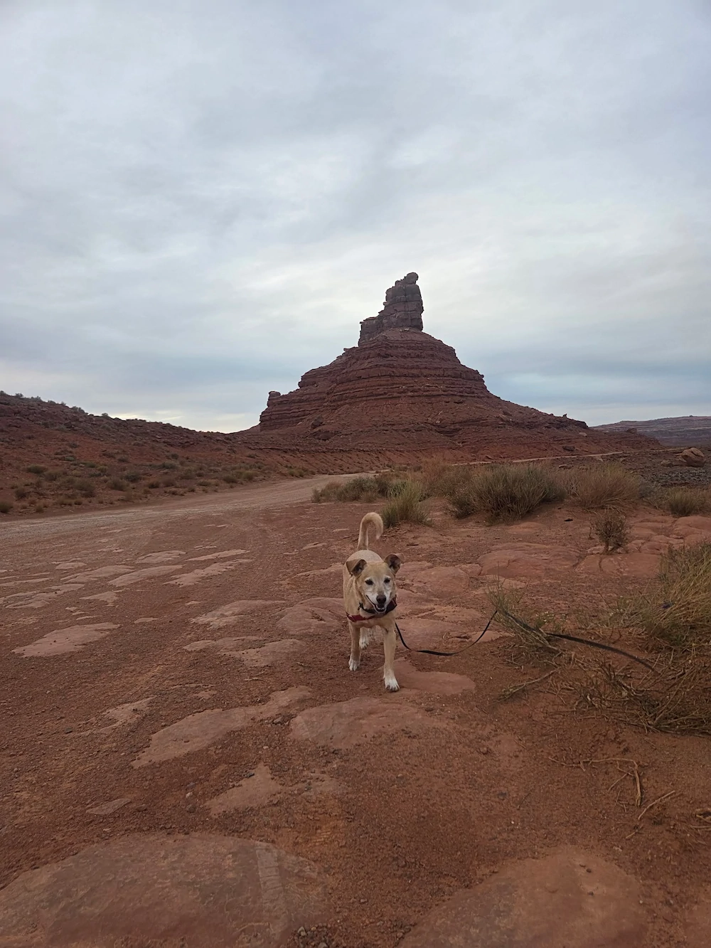 A tan dog walks along a rocky dirt path in a desert landscape, passing a tall, uniquely shaped red rock formation that stands like the backdrop of a transporter interview beneath the cloudy sky.