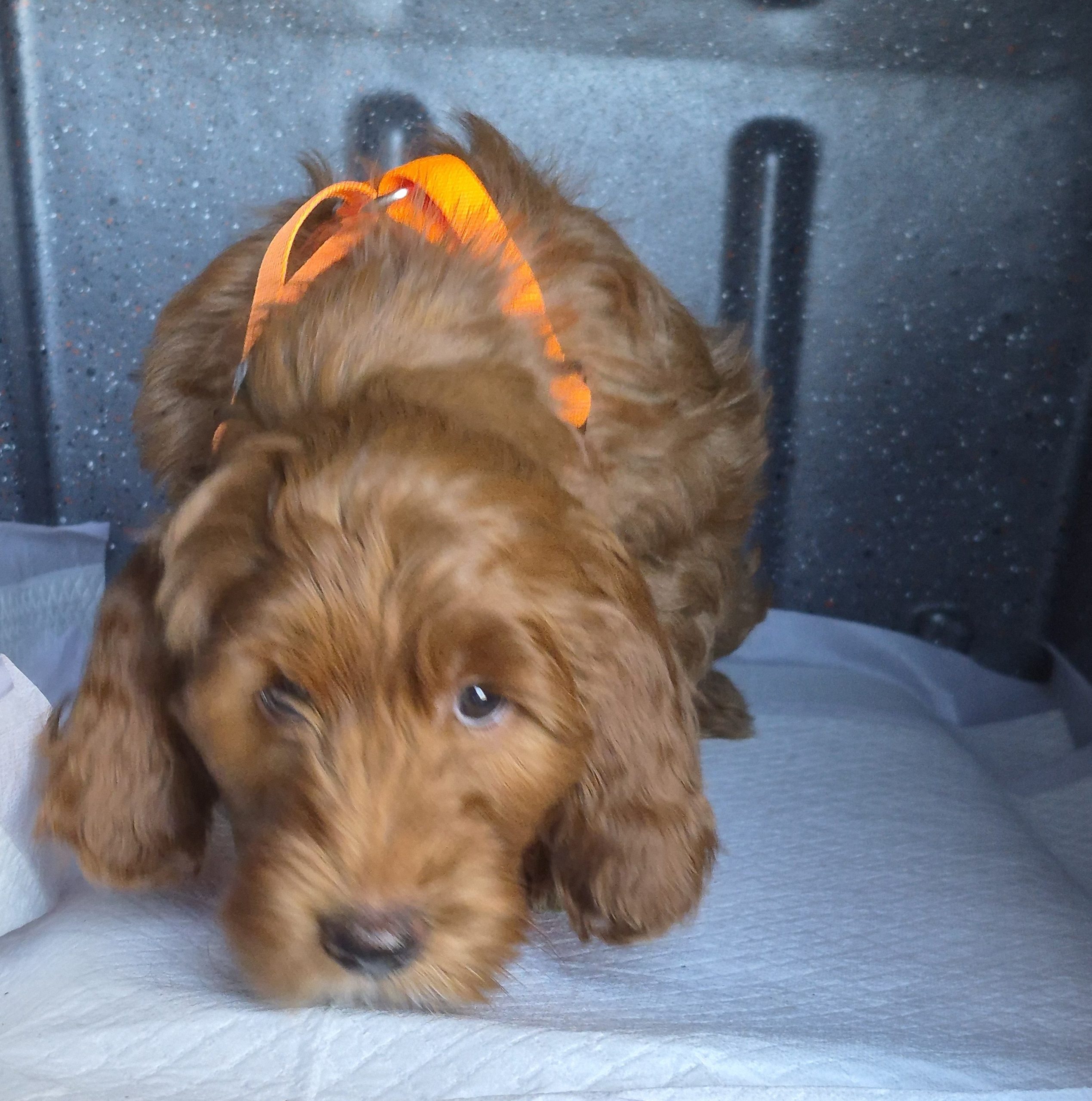 A brown, fluffy puppy with an orange ribbon around its neck stands on a white pad inside a dark, speckled enclosure, looking forward with its head lowered—a quiet moment far from the daily bustle of corporate life.