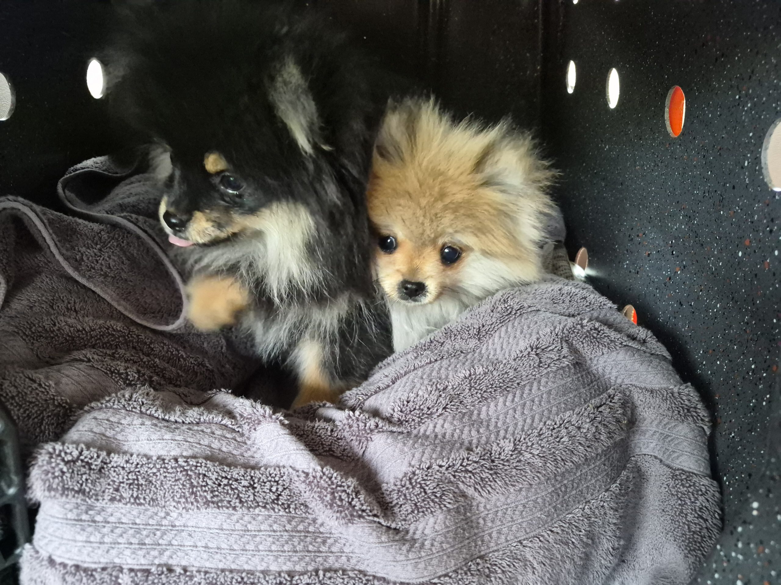 Two small fluffy puppies, one black and tan and the other light tan, cuddle together on a soft gray towel inside a dark, perforated crate—far from the hustle of corporate life.