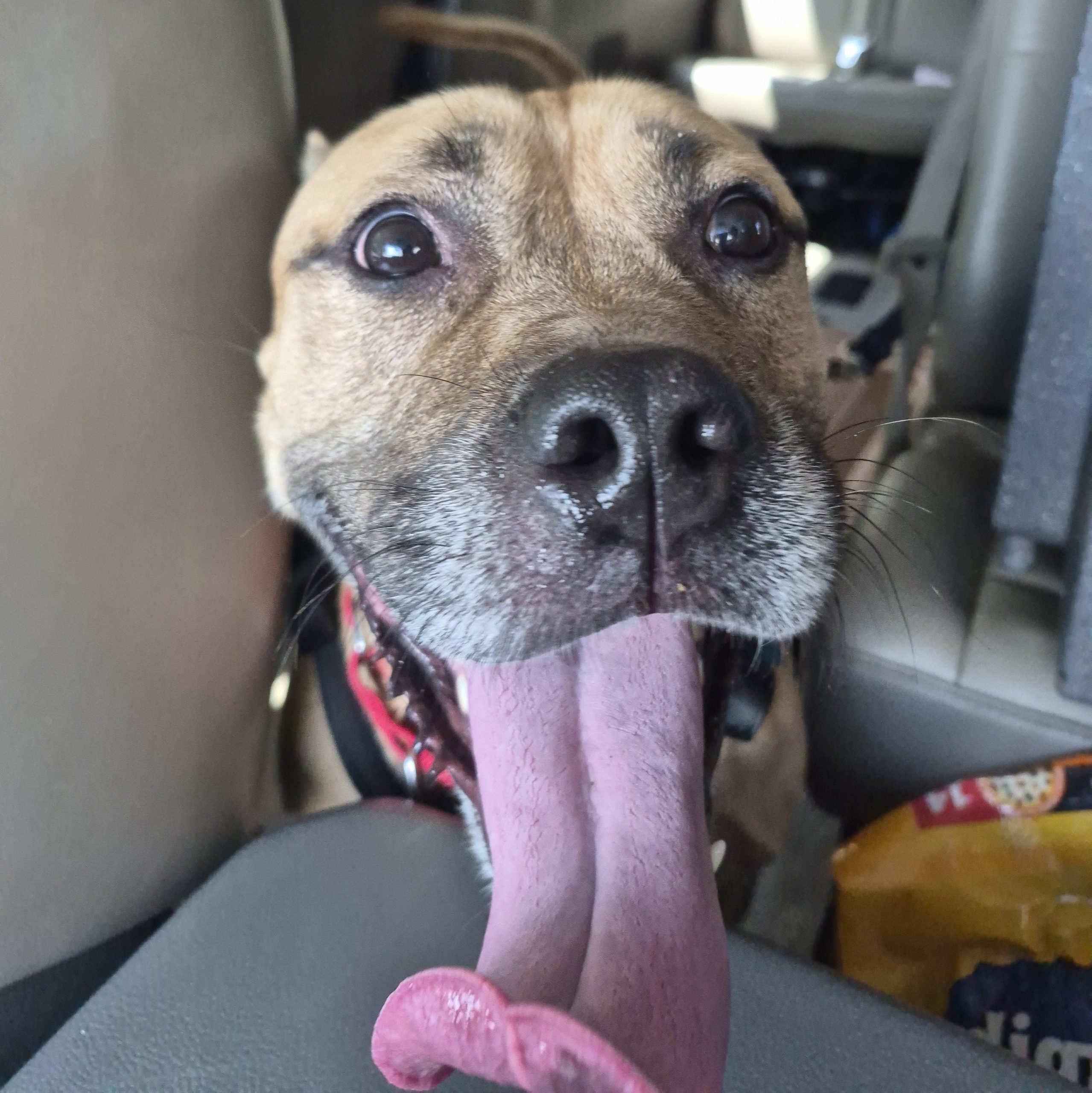 A happy dog with light brown fur sits in a van full of dogs, mouth open and tongue hanging out, looking directly at the camera with wide eyes.