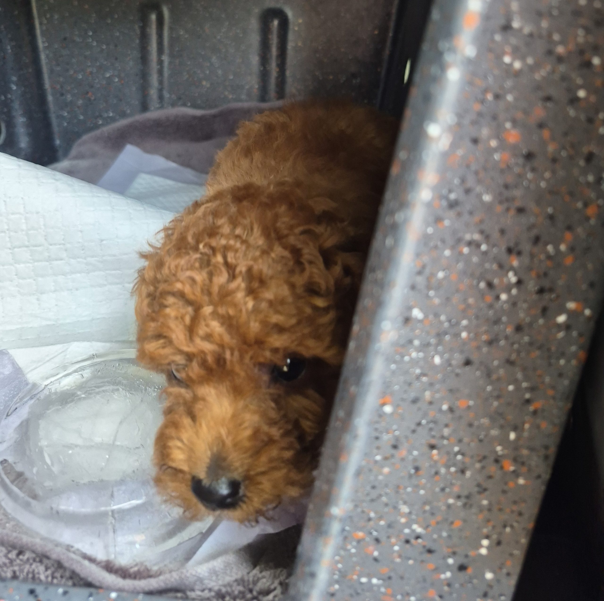 A small, curly-haired brown puppy is lying inside a crate, partially hidden by a speckled wall, with a bowl of water and a pee pad nearby—looking up with wide, dark eyes reminiscent of Tammy Leopard after a long day in corporate life.