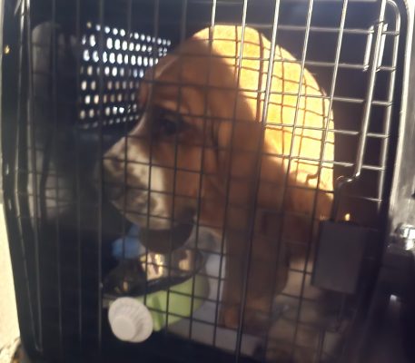 A dog looking out from inside a wire pet transporter crate.